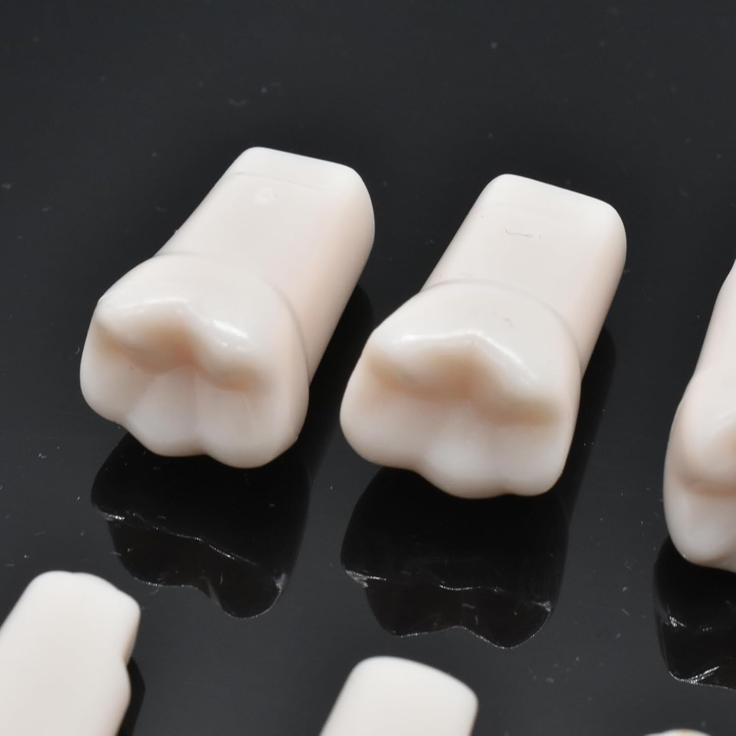 Typodont Replacement Teeth (With Screw Base)
