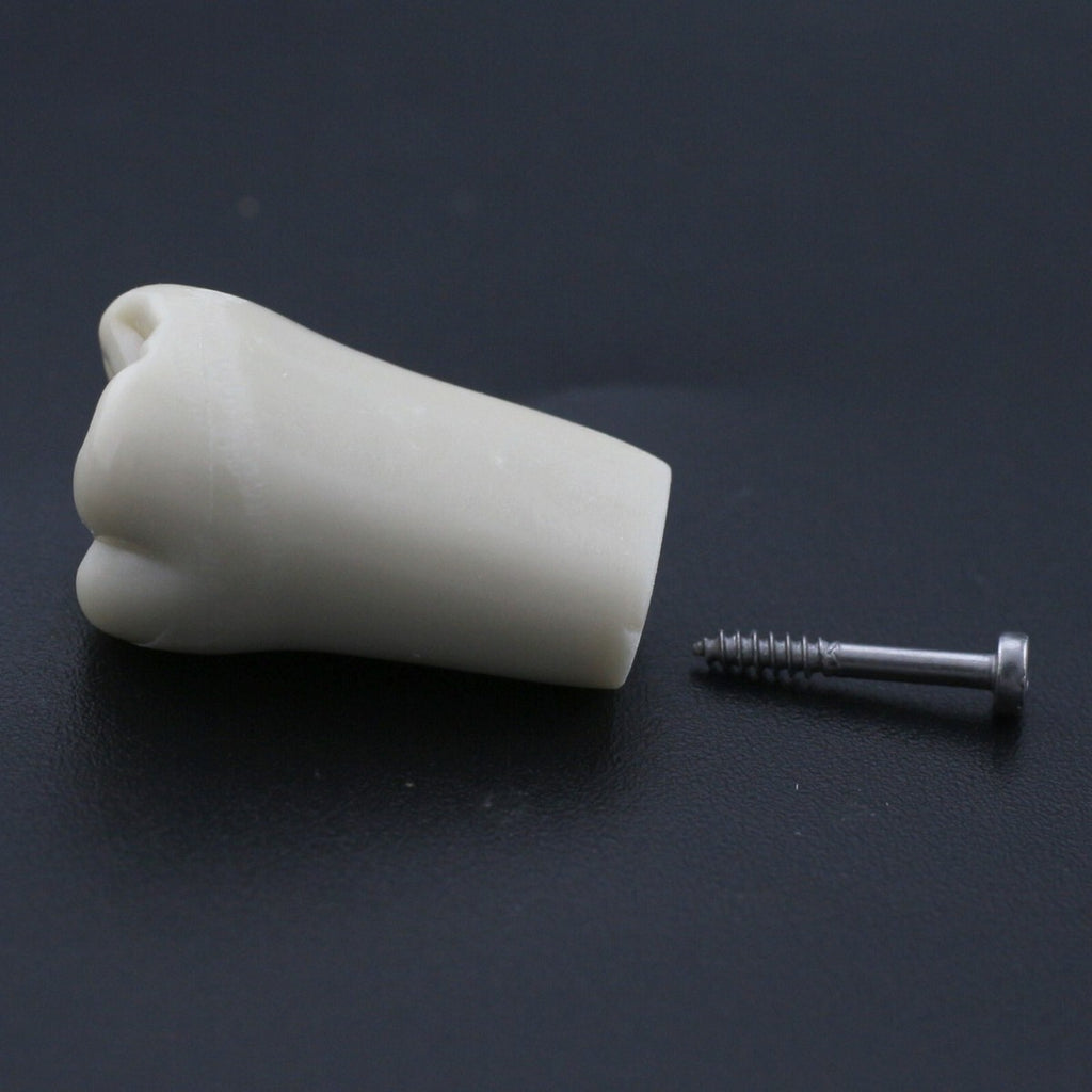 Typodont Replacement Teeth (With Screw Base)
