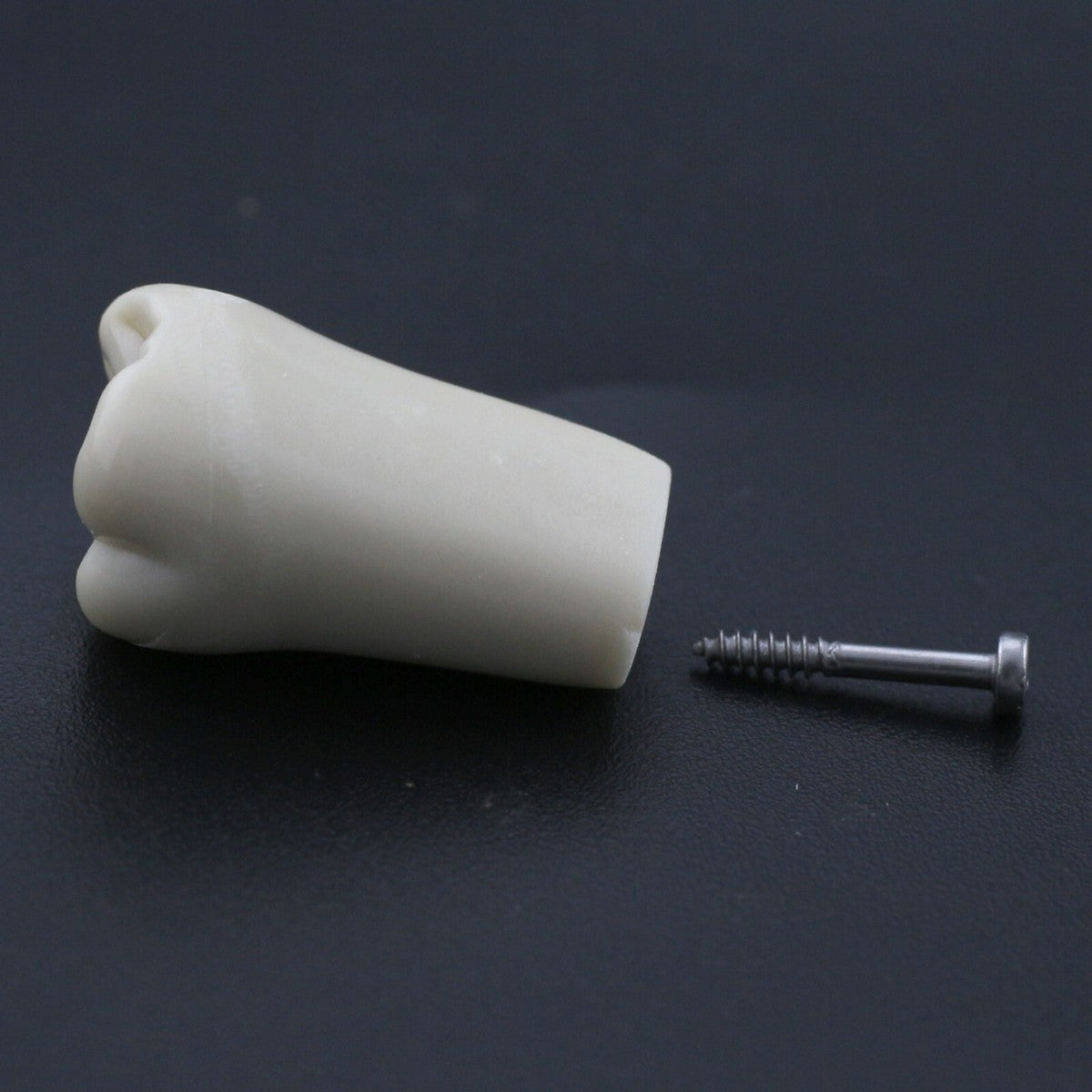 Typodont Replacement Teeth (With Screw Base)